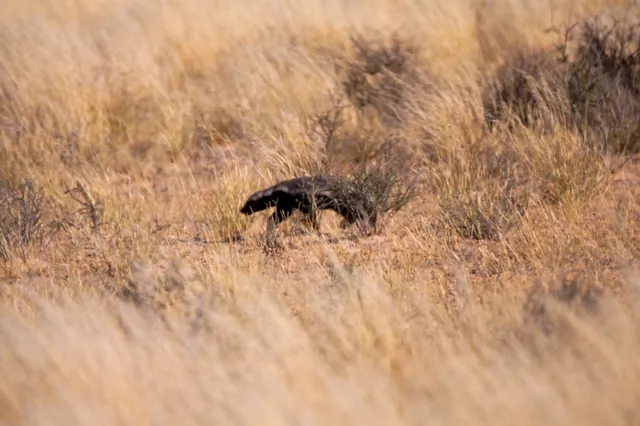 Fierce African Honey Badger on Night Patrol