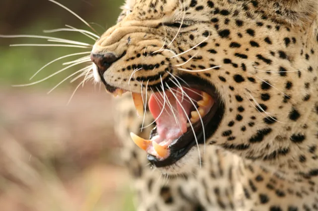 African Leopard Close-Quarters Wild Encounter