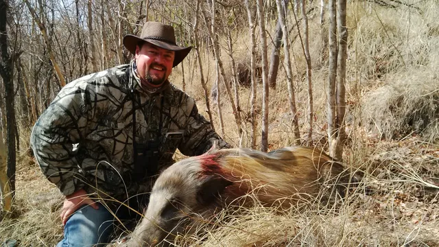 Nocturnal Bushpig Boar Harvested Under the Moonlight