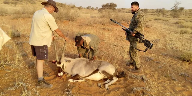 Field Recovery of Heavy-Horned Desert Gemsbok