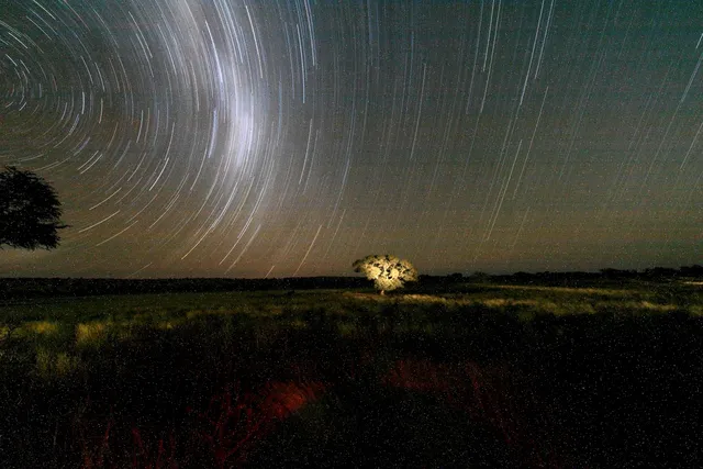 Kalahari Celestial Star Trails Over Solitary Camelthorn