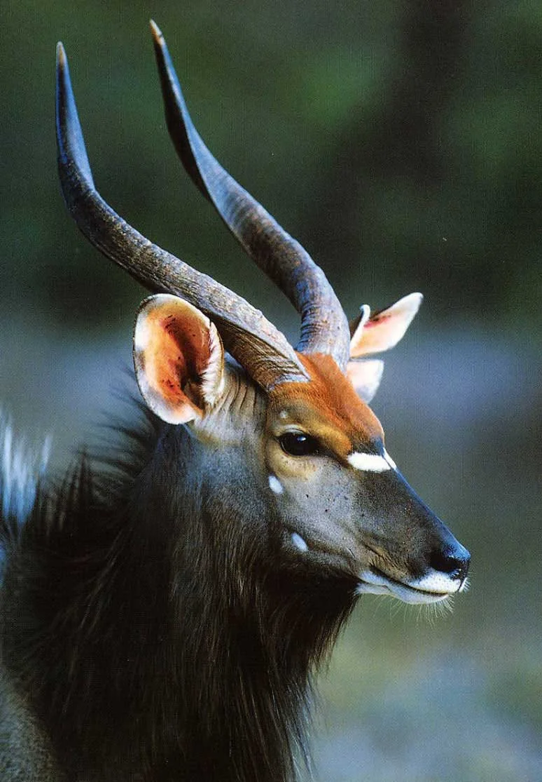 Nyala in the African bushveld