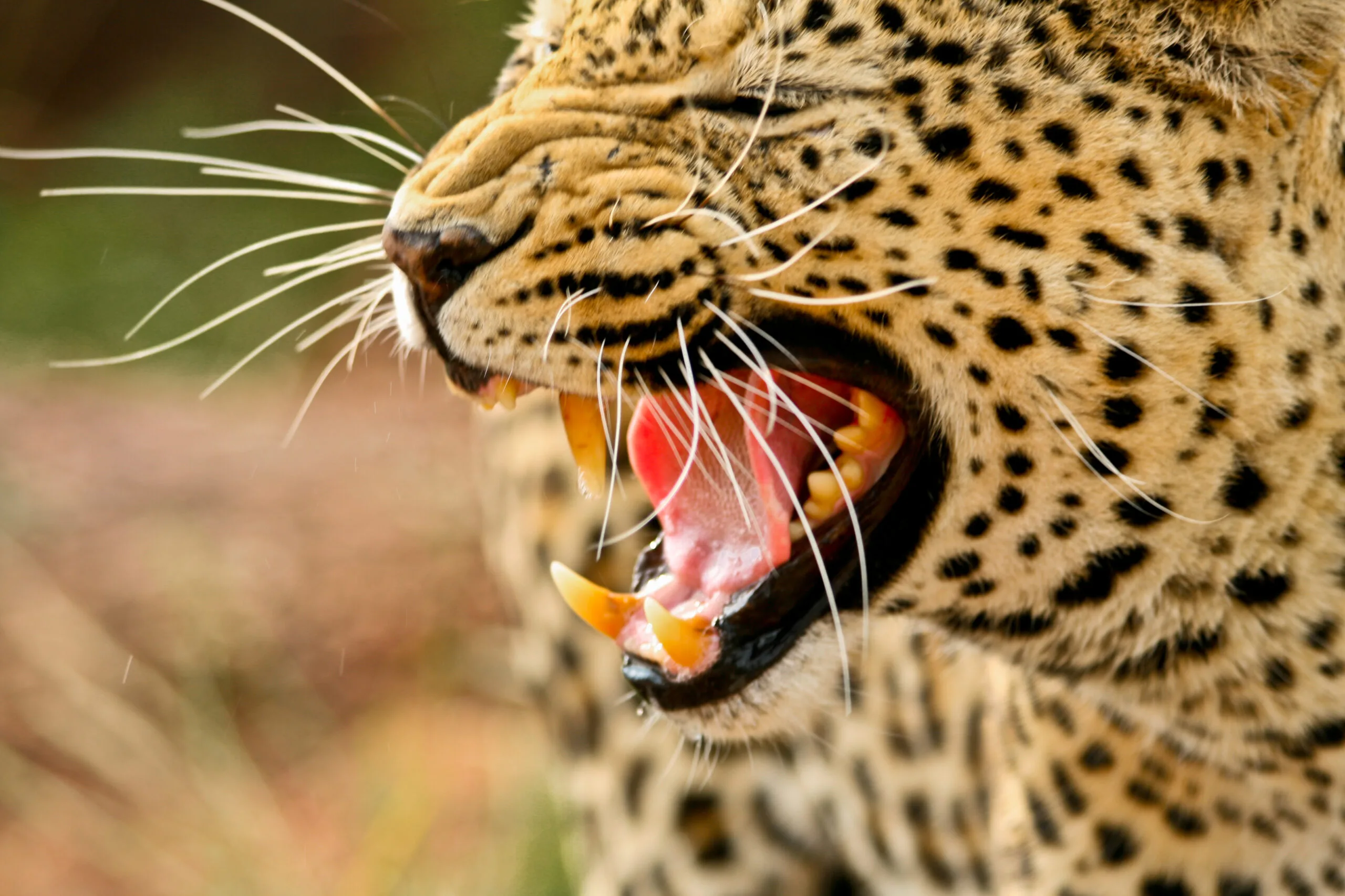 Leopard