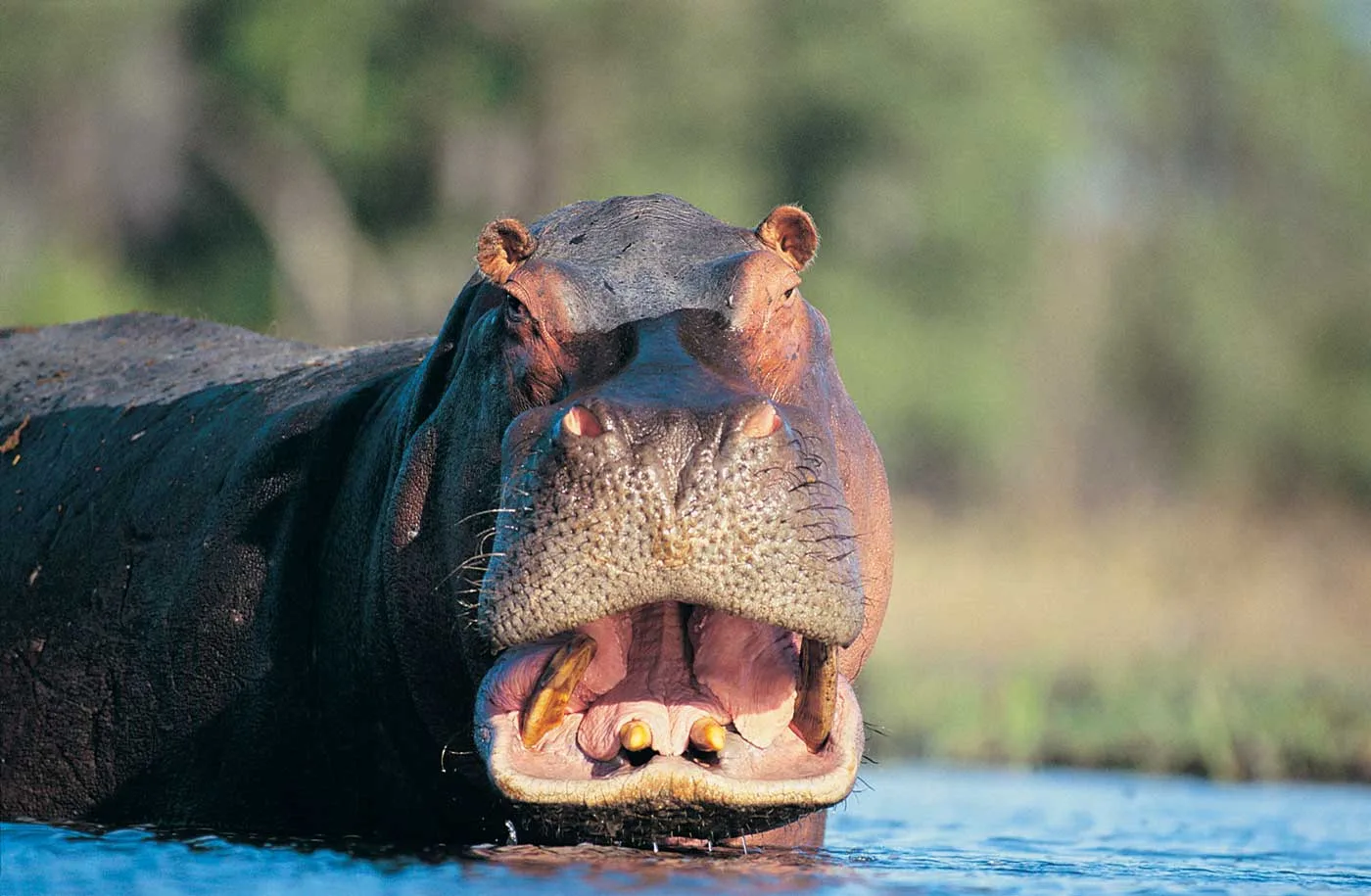 Hippo